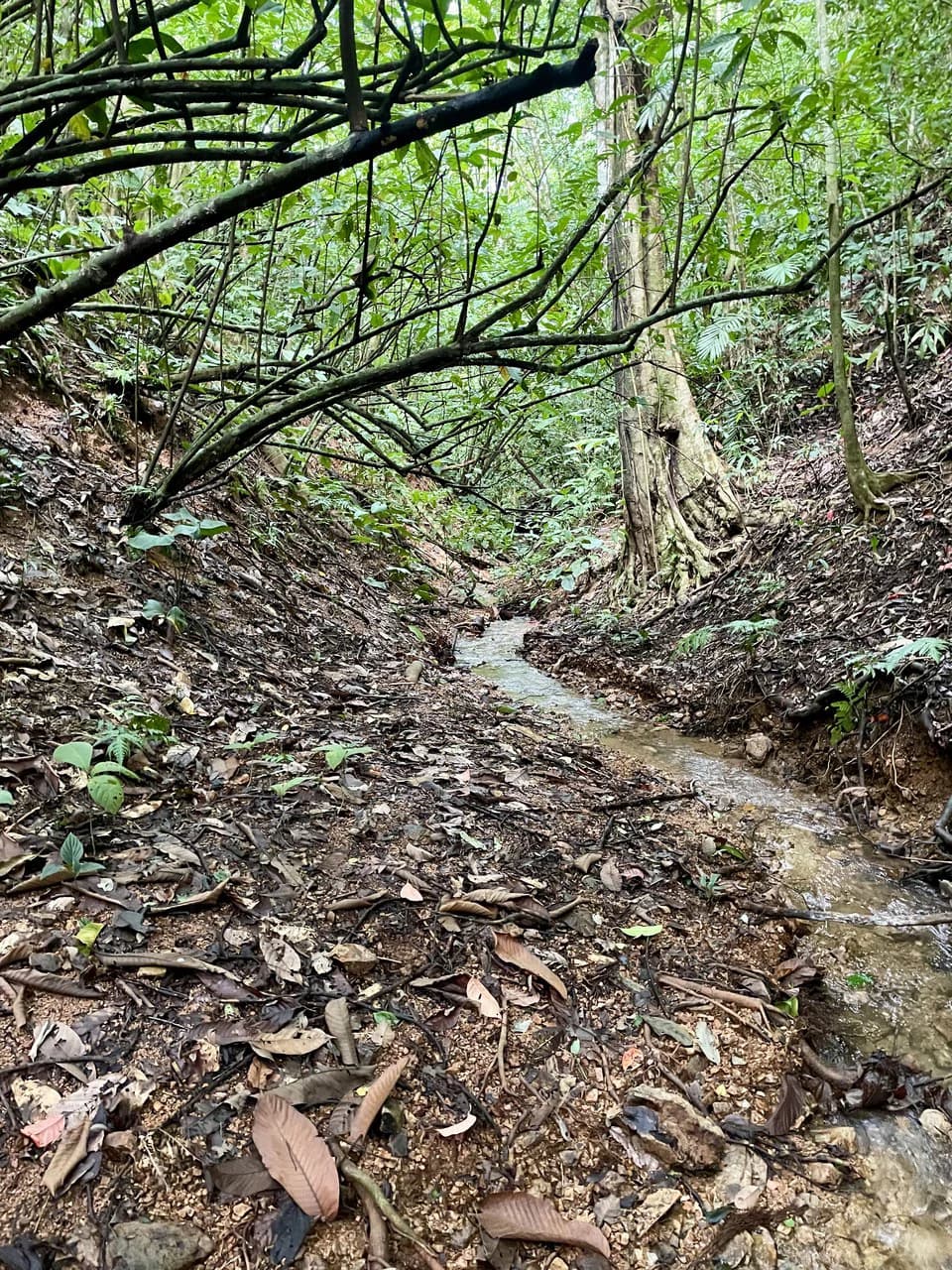 TROPICAL MASTERPIECE – 61.78 ACRES OF OCEANVIEW BLISS WITH WATERFALL: Mountain Development Parcel For Sale in Tres Rios - photo 7