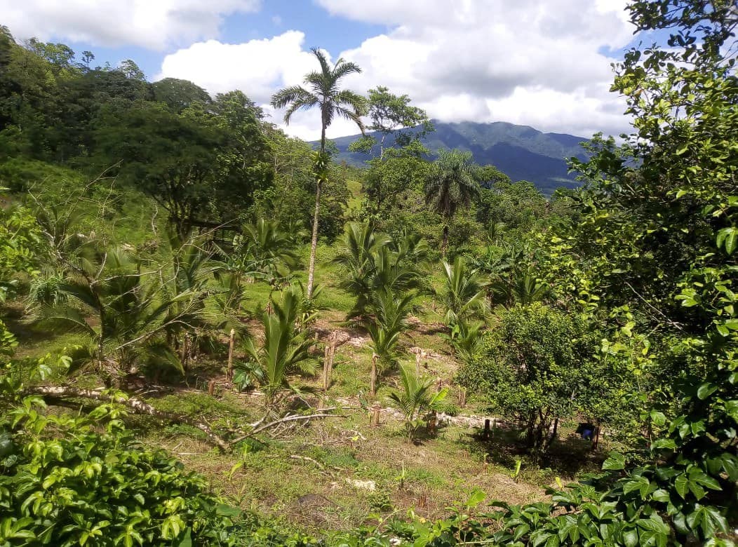 Agricultural farmland for sale in Aguas Claras, Alajuela, 1 house and many fruit trees - photo 12