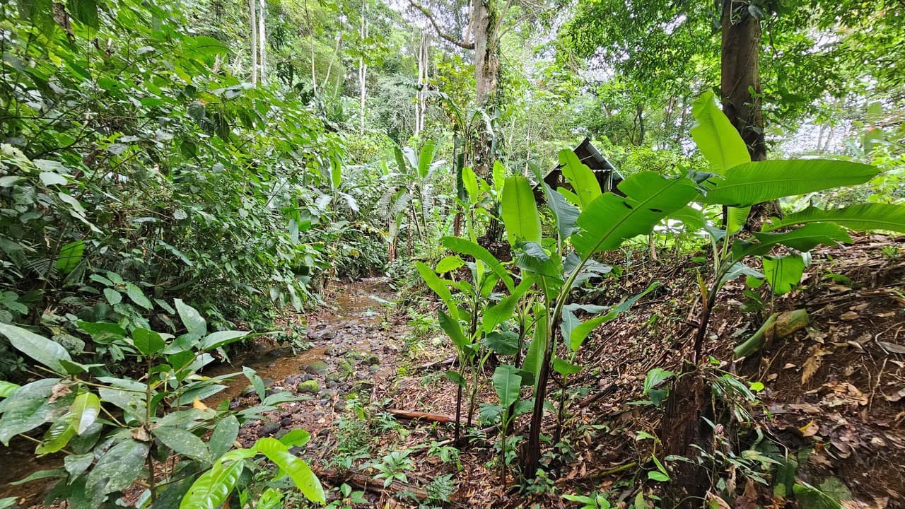 Mountain-Edge Sanctuary with Private Waterfall: 3 Titled Jungle Lots with Platforms, Waterfall, and Income Potential - photo 9
