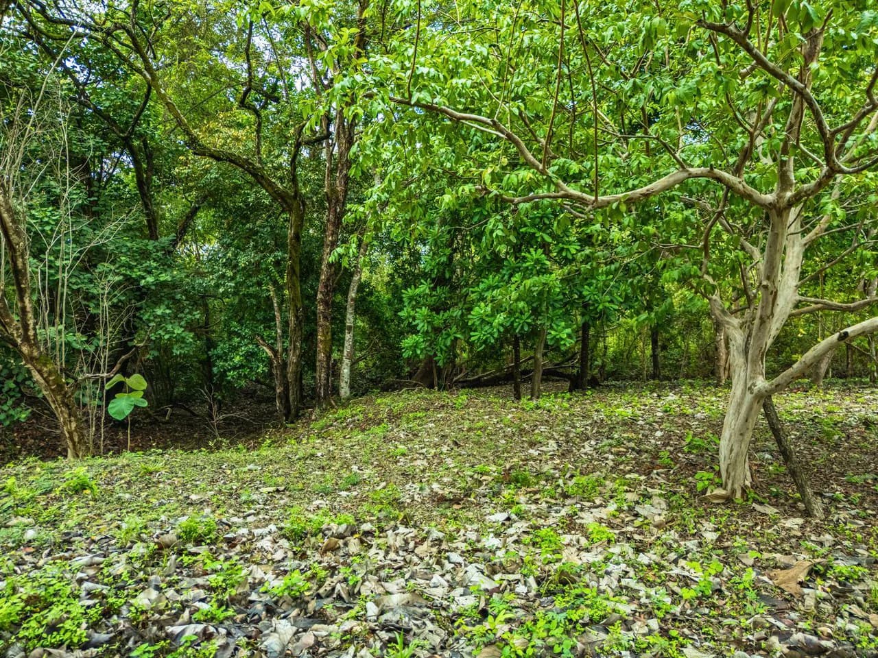 Marbella Dream Lot: 2.4 Acres of Natural Beauty Near the Beach - photo 3