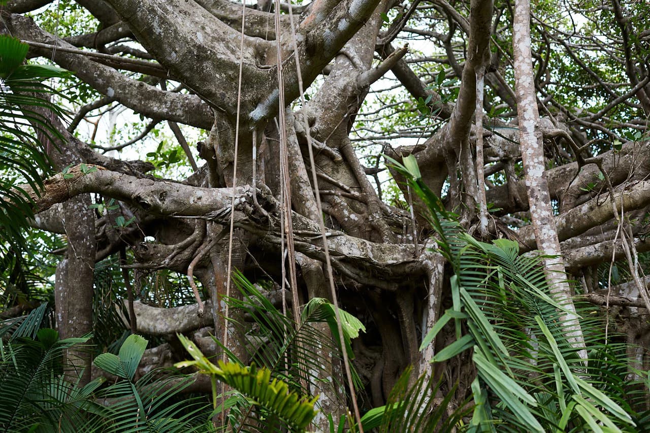 Finca Gomez: 214 Hectares | Ocean Views, Rivers & Development Potential – Guanacaste - photo 10