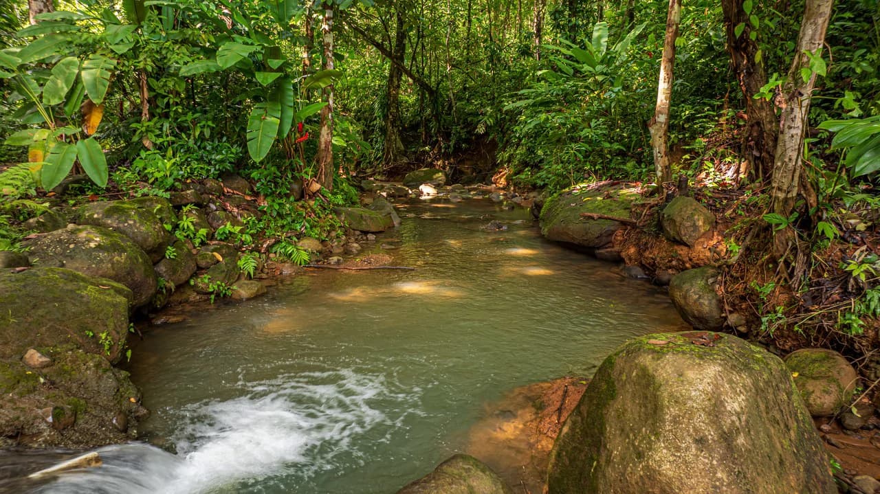 A Jungle House Built of Wood & River Dreams - photo 10