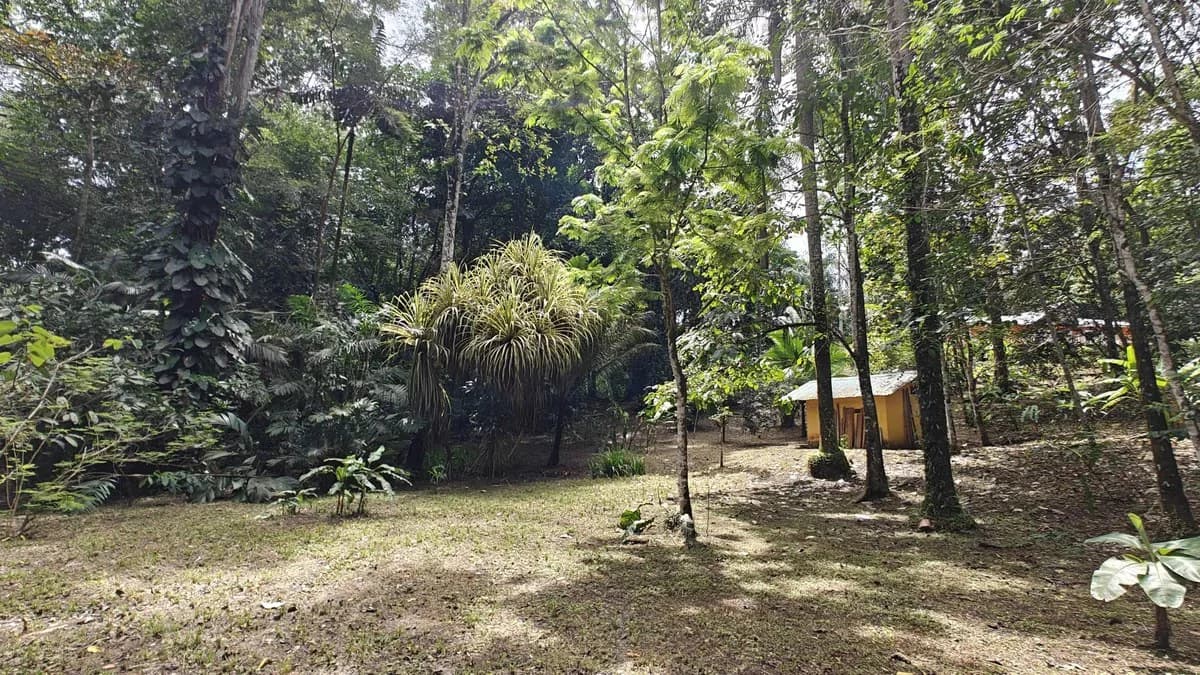 ID 1055: Elevated Jungle Residence on Expansive Riverfront Jungle Land - photo 18