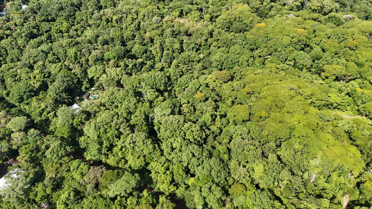 Spectacular Ocean view on 7.7 acres: Mountain Home Construction Site For Sale in Bahía Ballena - photo 31