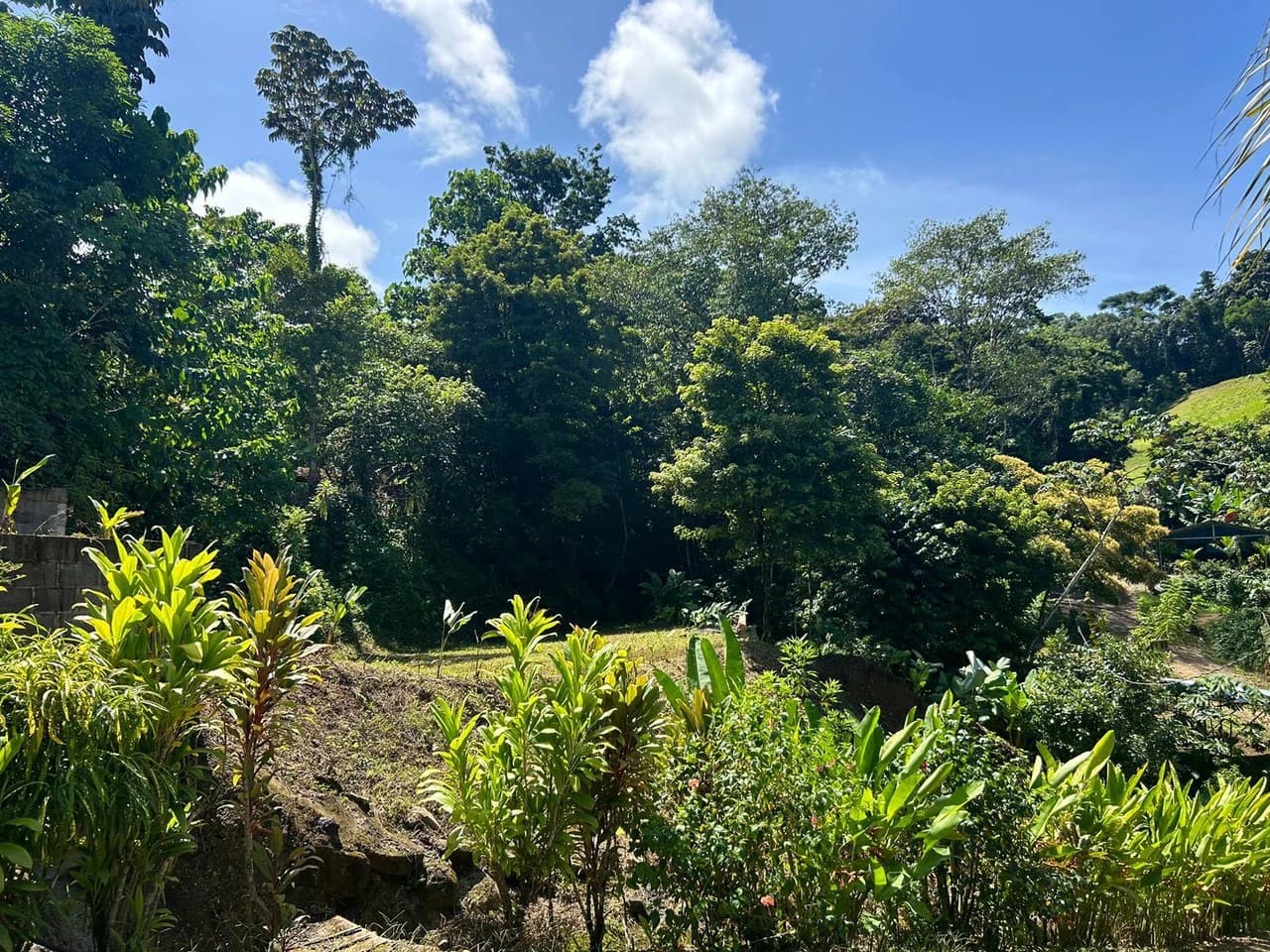 Reasonable Lot for sale in Uvita - photo 2