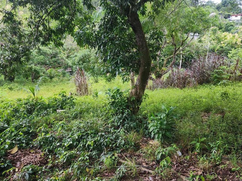 Subdividable lot in Manuel Antonio - photo 11