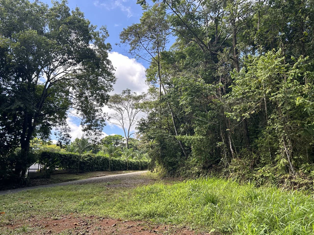 Cabo Matapalo: Jungle View Lot Priced To Sell! - photo 9