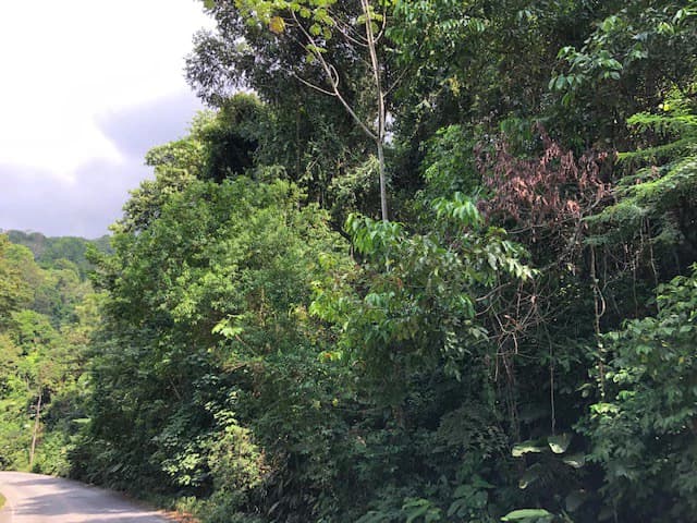 6.5 ACRES – Space To Grow, Build & Thrive, Close To The Beach & Commercial Potential Road Frontage!!!!!: Mountain and Countryside Development Parcel For Sale in Platanillo de Dominical - photo 9