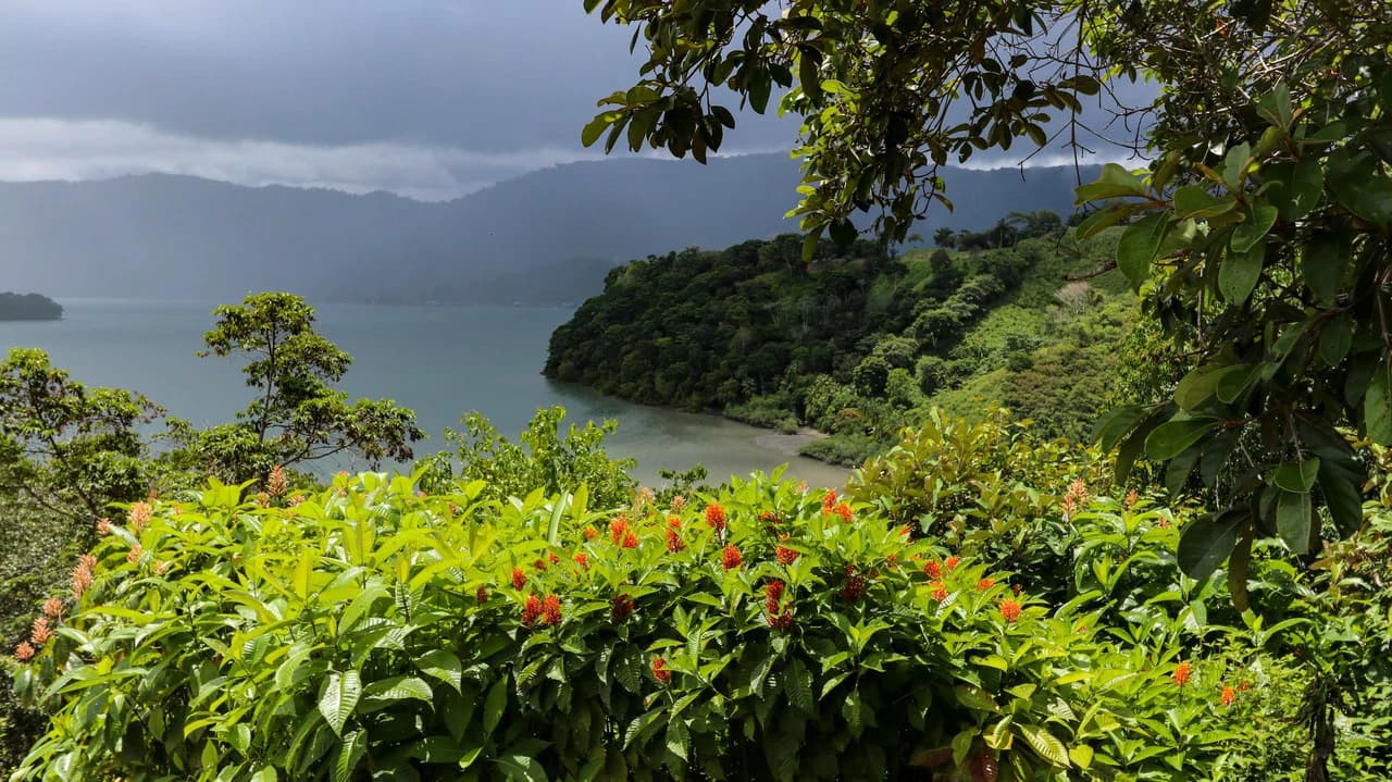 Unique Development Property Overlooking the Pristine Golfito Bay and Golfo Dulce - photo 14