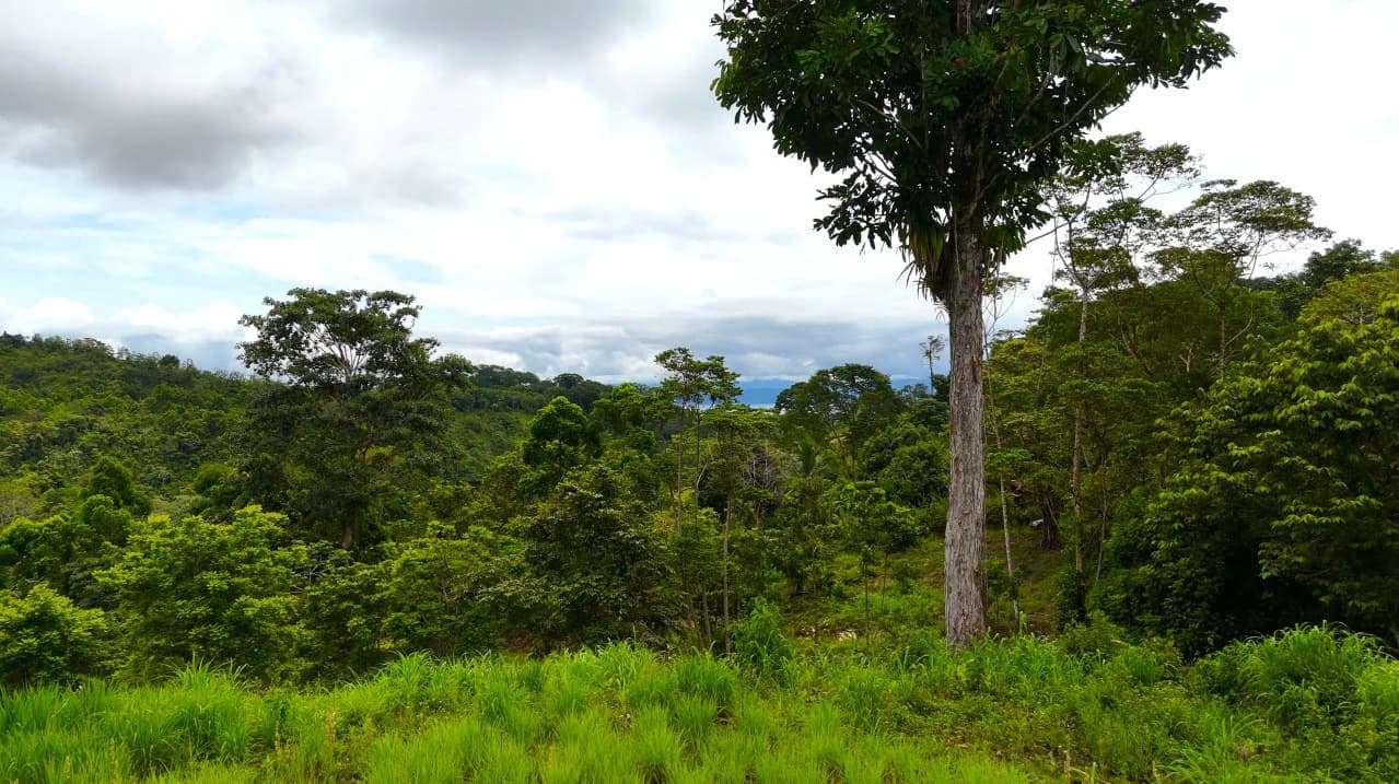 GULF VIEW PROPERTY IN PUERTO JIMENEZ, COSTA RICA - photo 18
