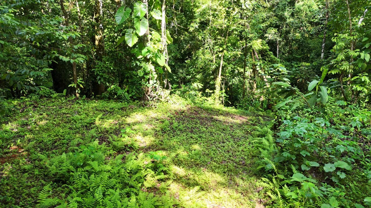 Spectacular Ocean view on 7.7 acres: Mountain Home Construction Site For Sale in Bahía Ballena - photo 14
