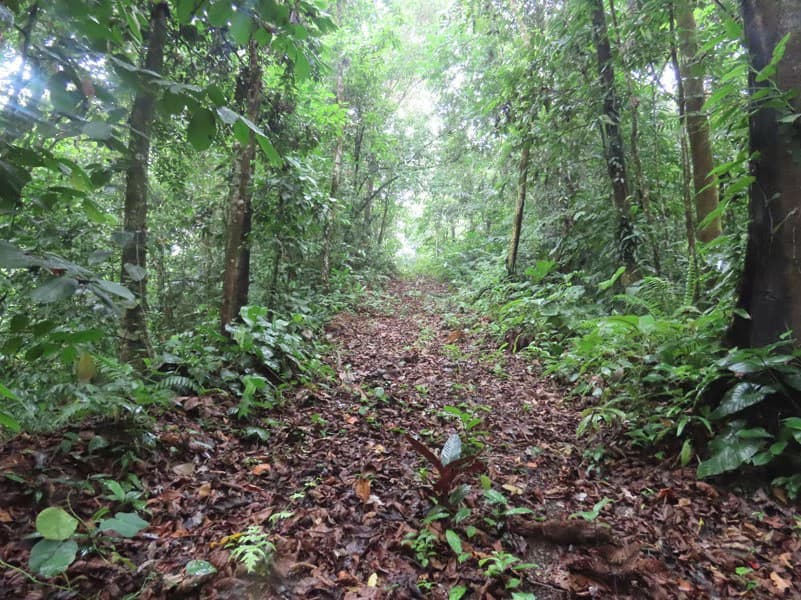 34-Acres of Forest For Sale in Riyito de Puerto Jimenez - photo 28