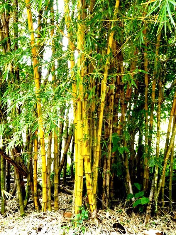 BAMBOO GARDEN - Large Country Home - Ready for Your Personal Touch!