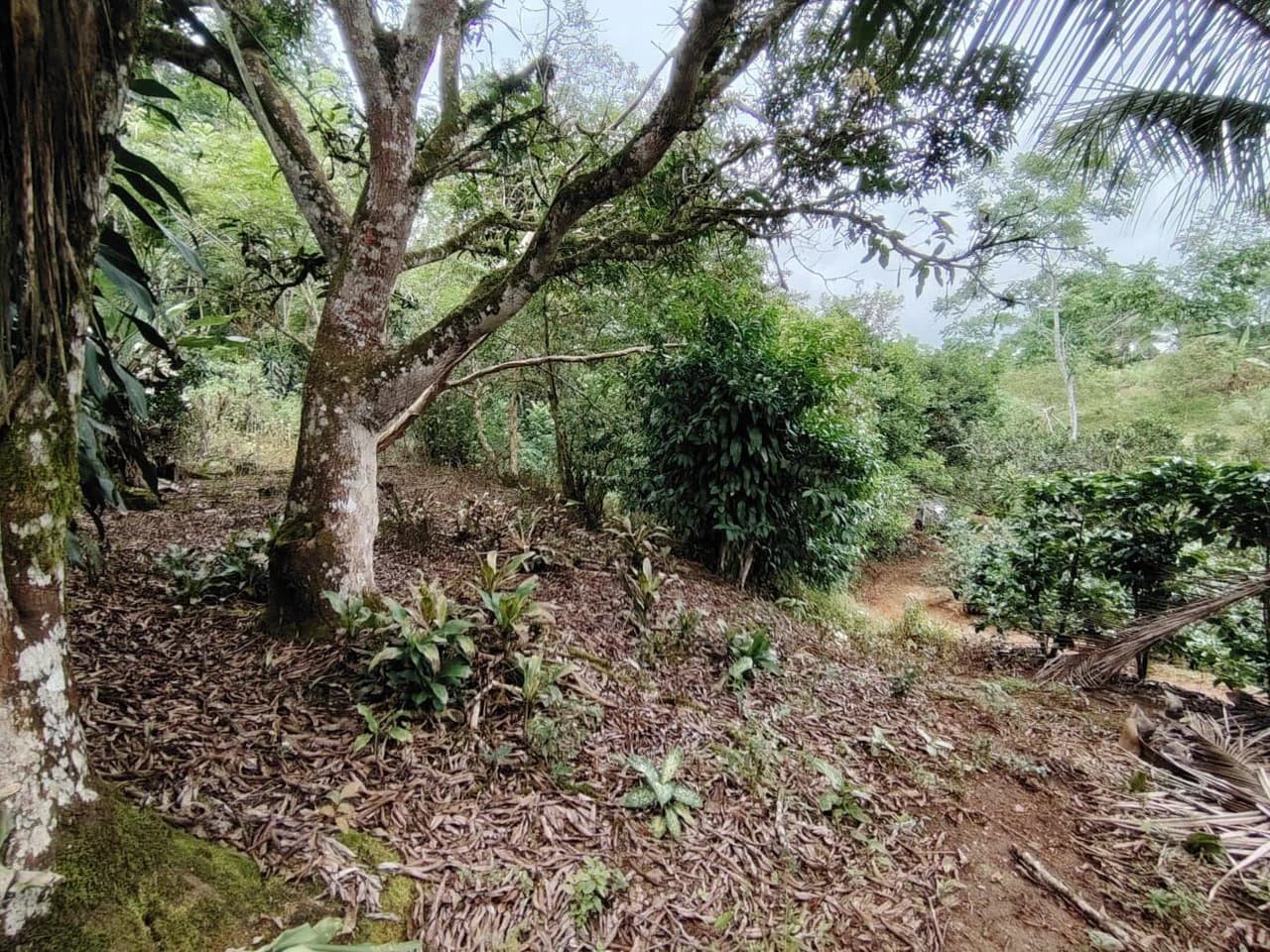Home Construction Site For Sale in General Viejo - photo 5