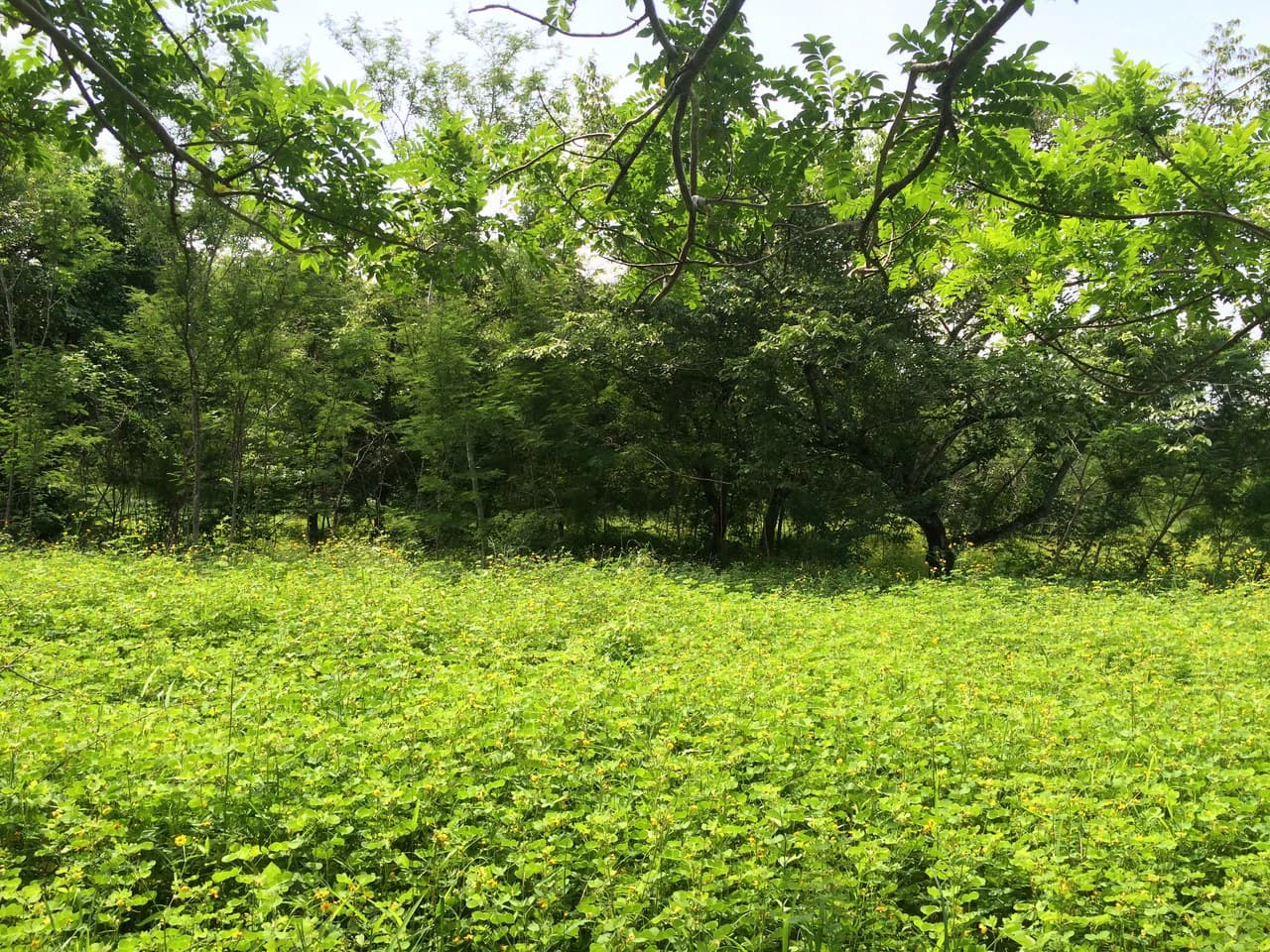Commercial Airport Property for Sale in Liberia, Guanacaste Prime Frontage on Route #21 - photo 3