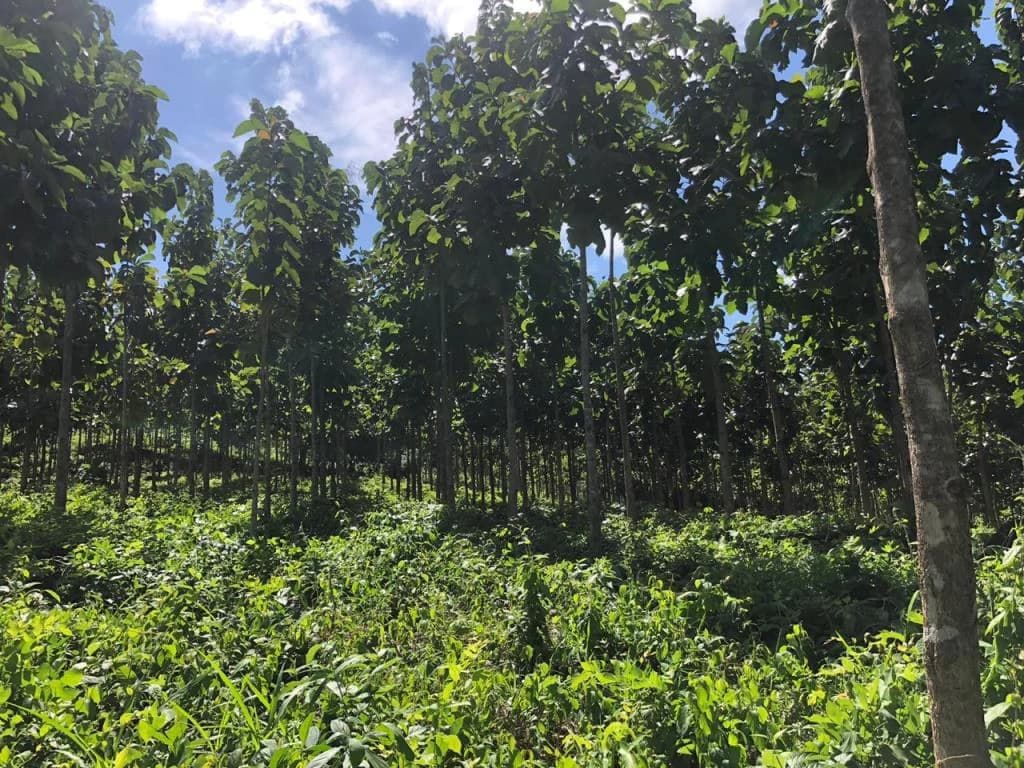 Teak Farm for Sale with a Hacienda Villa and 3 houses in La Cruz, 1 hour away from Liberia - photo 7