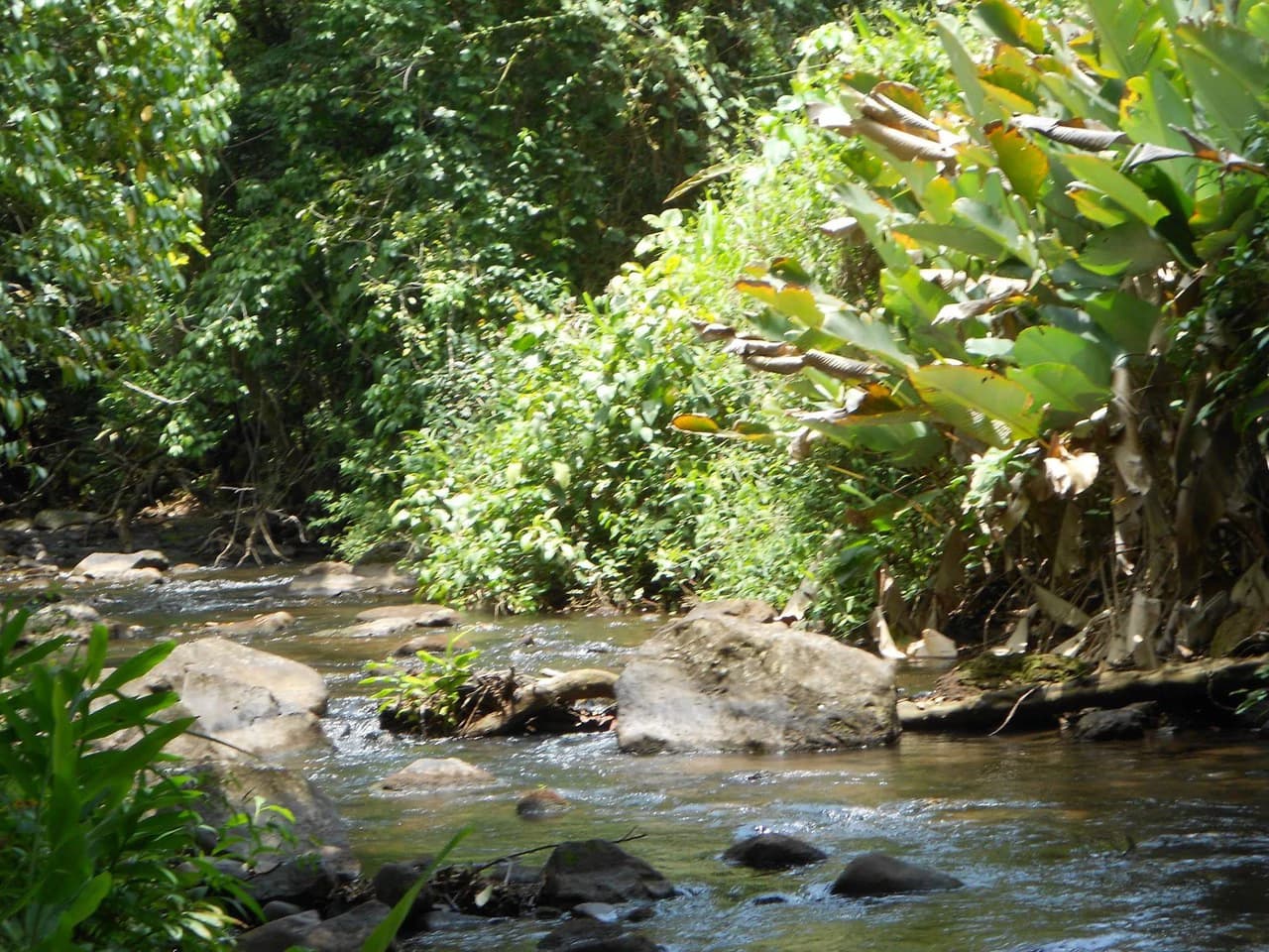 RIO SABALO: Yoga- Wellness- and Eco Retreat Center - photo 5