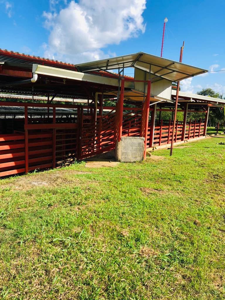 Professional Milk Factory for Sale with a big house in the mountains of Bijagua Costa Rica - photo 13