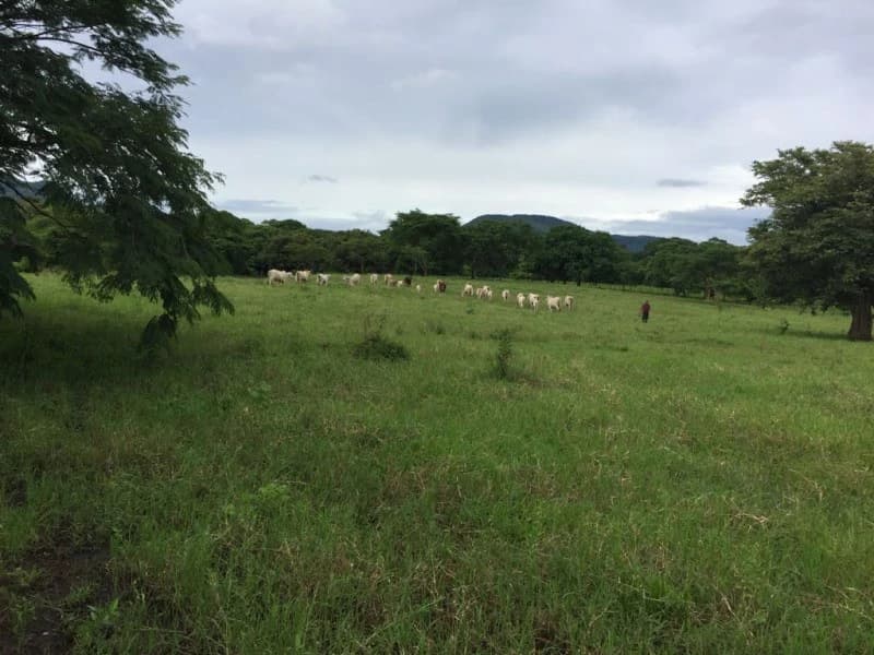 Farm in Nicoya. Reforestation. Cattle Raising. Recreation. - photo 6