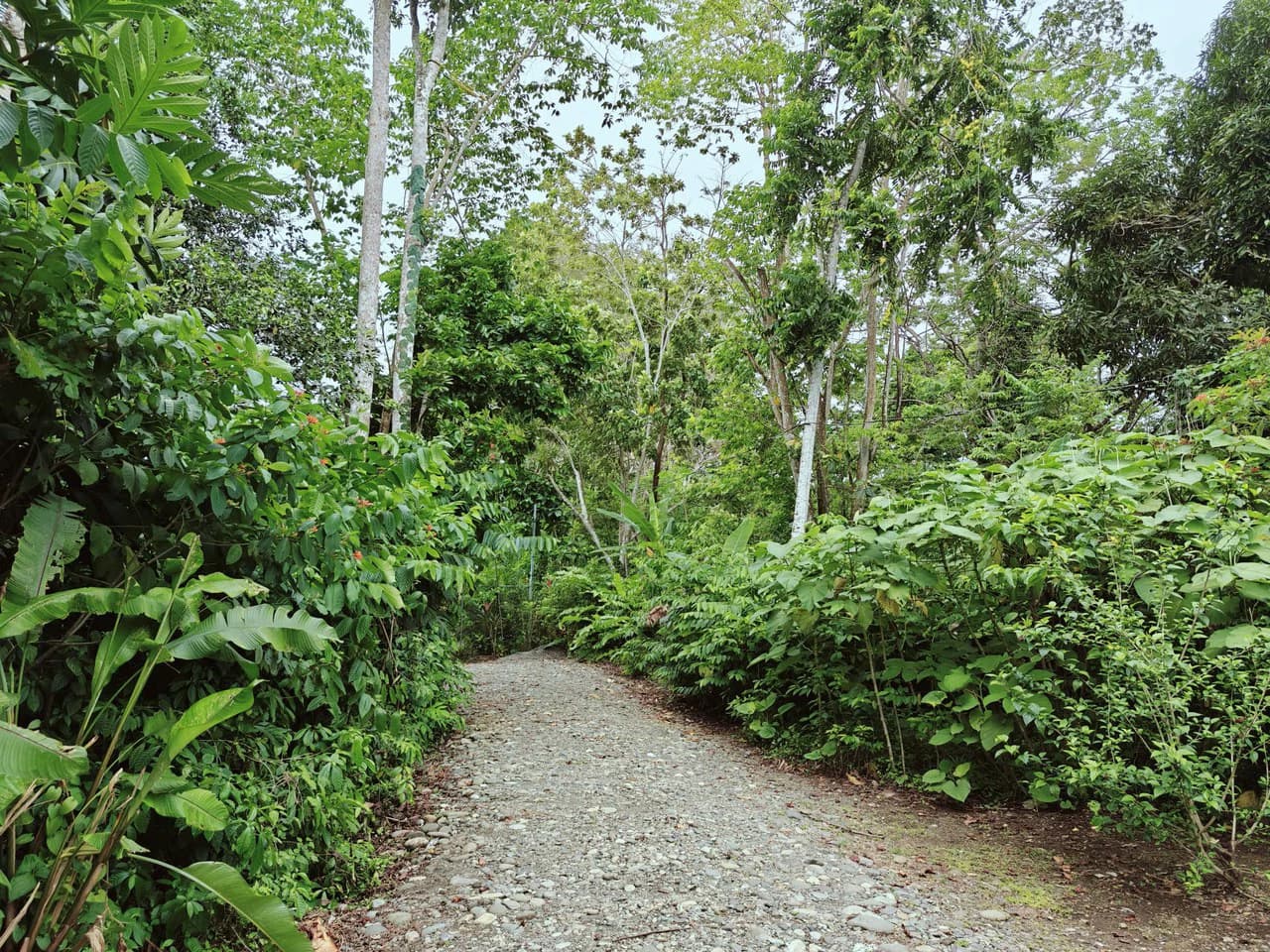 ID 751: Turn-Key Villa with Proven Income Near Cahuita National Park – Main House, Casita, and Stunning Pool on Over Half an Acre - photo 46