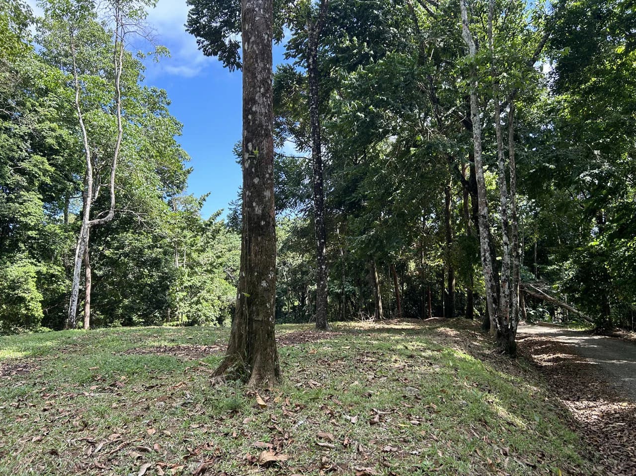 Cabo Matapalo: Jungle View Lot Priced To Sell! - photo 14