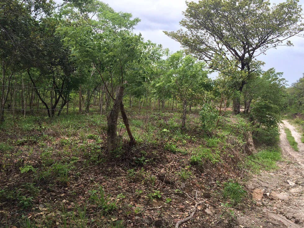 Finca grande: Economic Building property for sale in El Salto, with private access to the surrounding beautiful nature with own river - photo 18