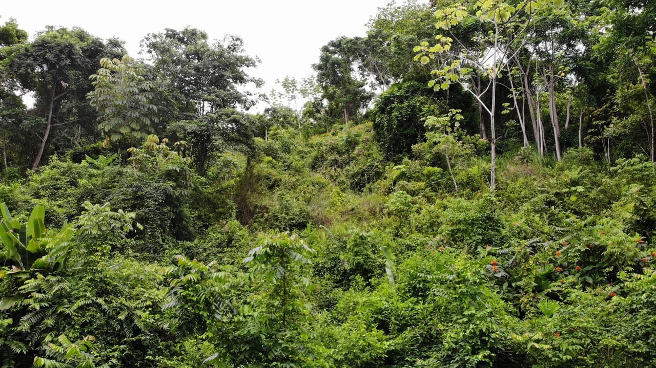 Exquisite Jungle property with Ocean View | Gated Community in Ojochal - photo 13