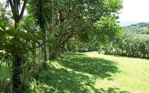 La Foresta: Beautiful Building Lot of 3+ acres in 2 plots, private and quiet setting, lake view, large trees, SELLER will pay closing costs ! - photo 5