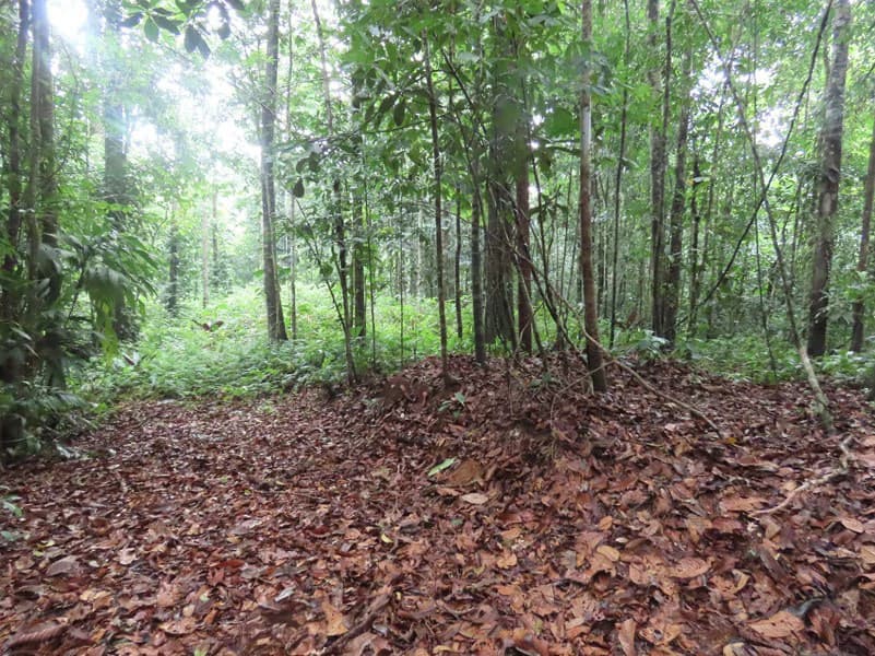 34-Acres of Forest For Sale in Riyito de Puerto Jimenez - photo 19