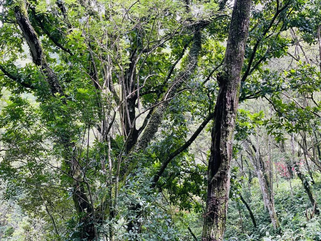 Farm for sale Puriscal Close to Universidad para la Paz Costa Rica - photo 8