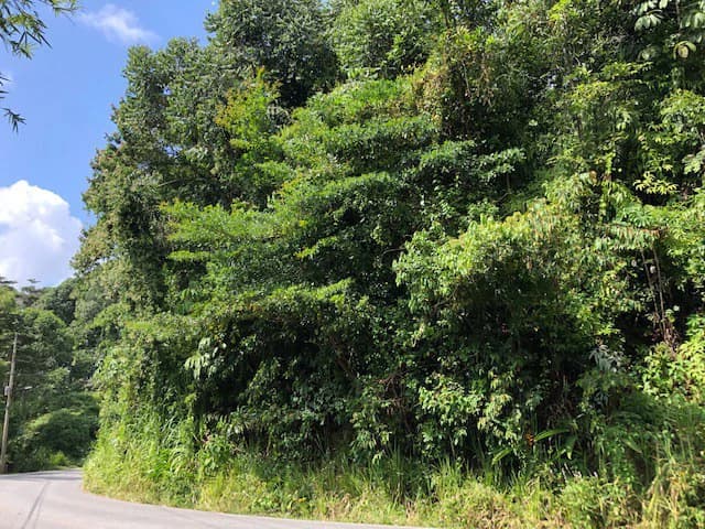 6.5 ACRES – Space To Grow, Build & Thrive, Close To The Beach & Commercial Potential Road Frontage!!!!!: Mountain and Countryside Development Parcel For Sale in Platanillo de Dominical - photo 19