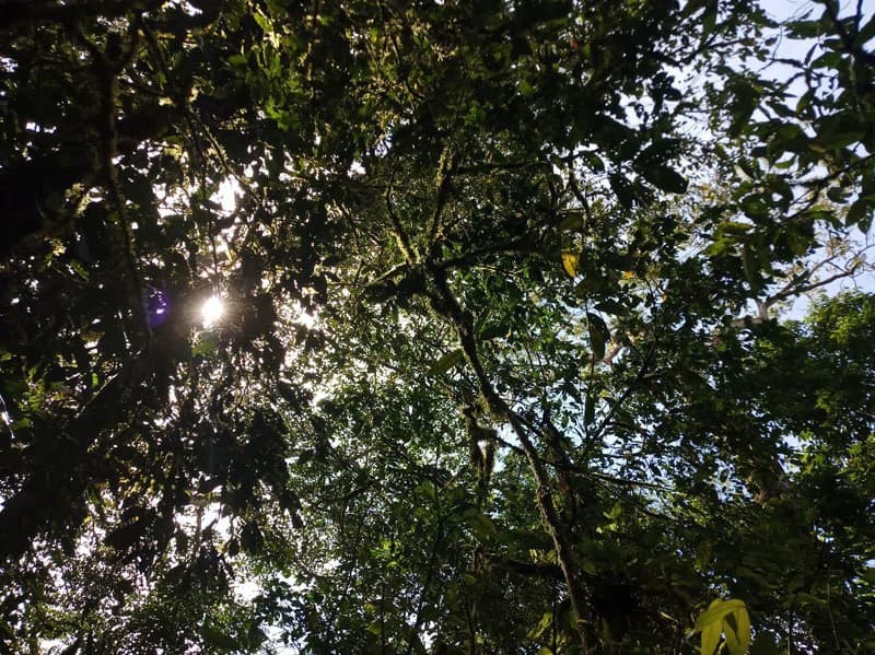 173-Acres of Nature Reserve with Spectacular Primary Forest & Golfo Dulce Views - photo 6