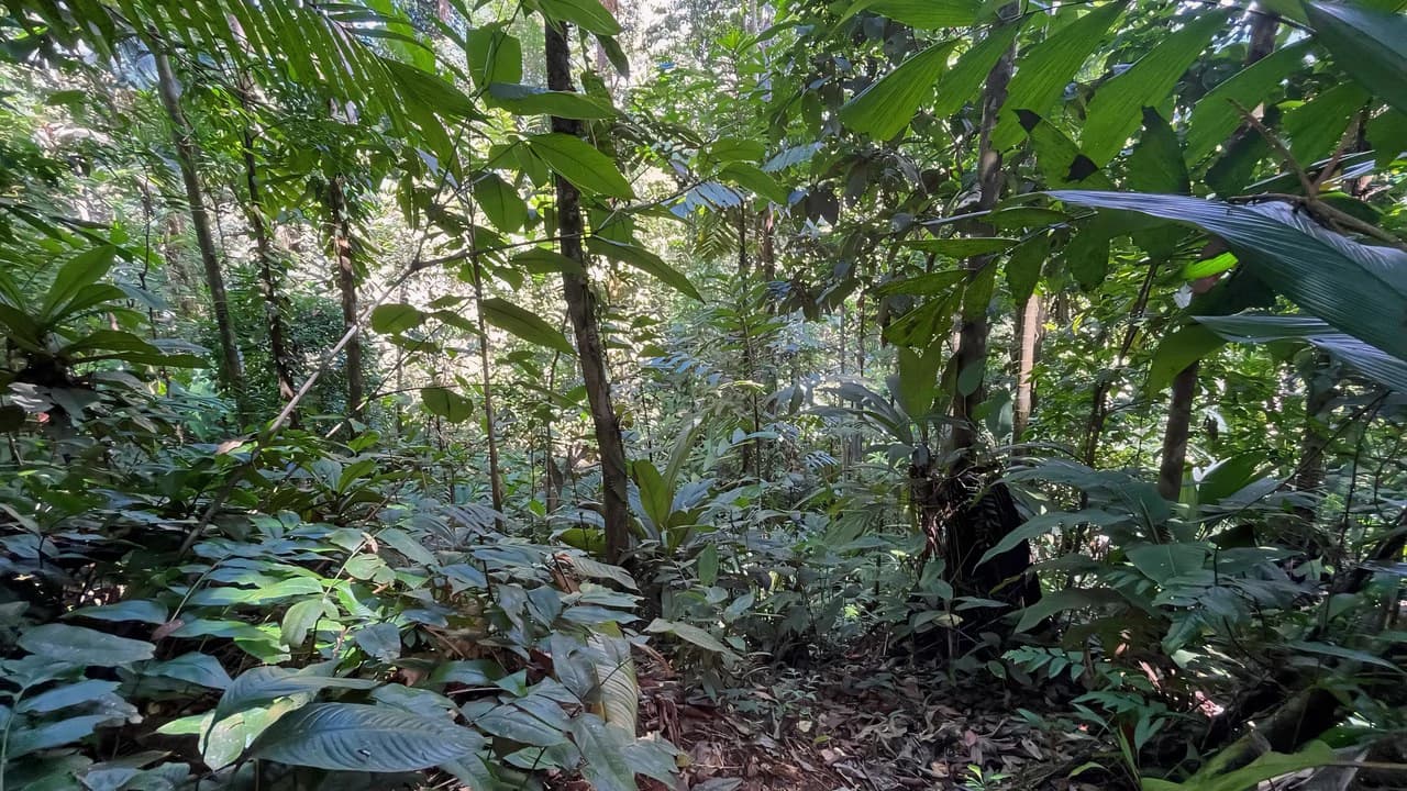 FINCA CERRO DEL TIGRE! OVER 20 ACRES OF PRIMARY FOREST AND WATERFALLS.: Mountain Agricultural Land For Sale in La Unión - photo 27