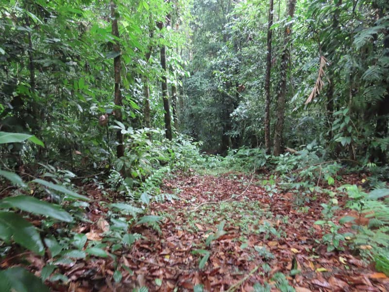 34-Acres of Forest For Sale in Riyito de Puerto Jimenez - photo 22