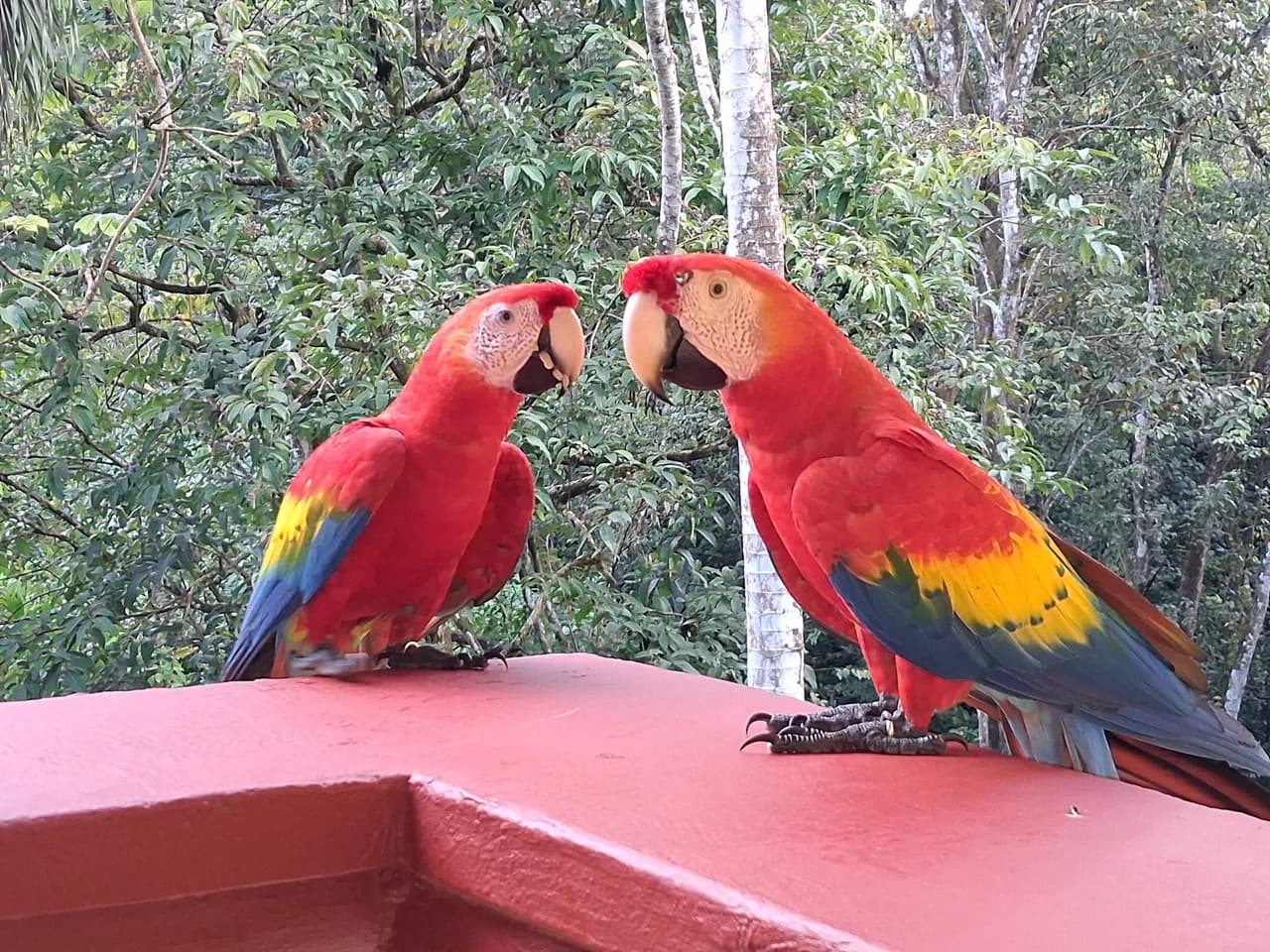 Flutterby Condo: Manuel Antonio’s Exclusive Rainforest Haven - photo 28