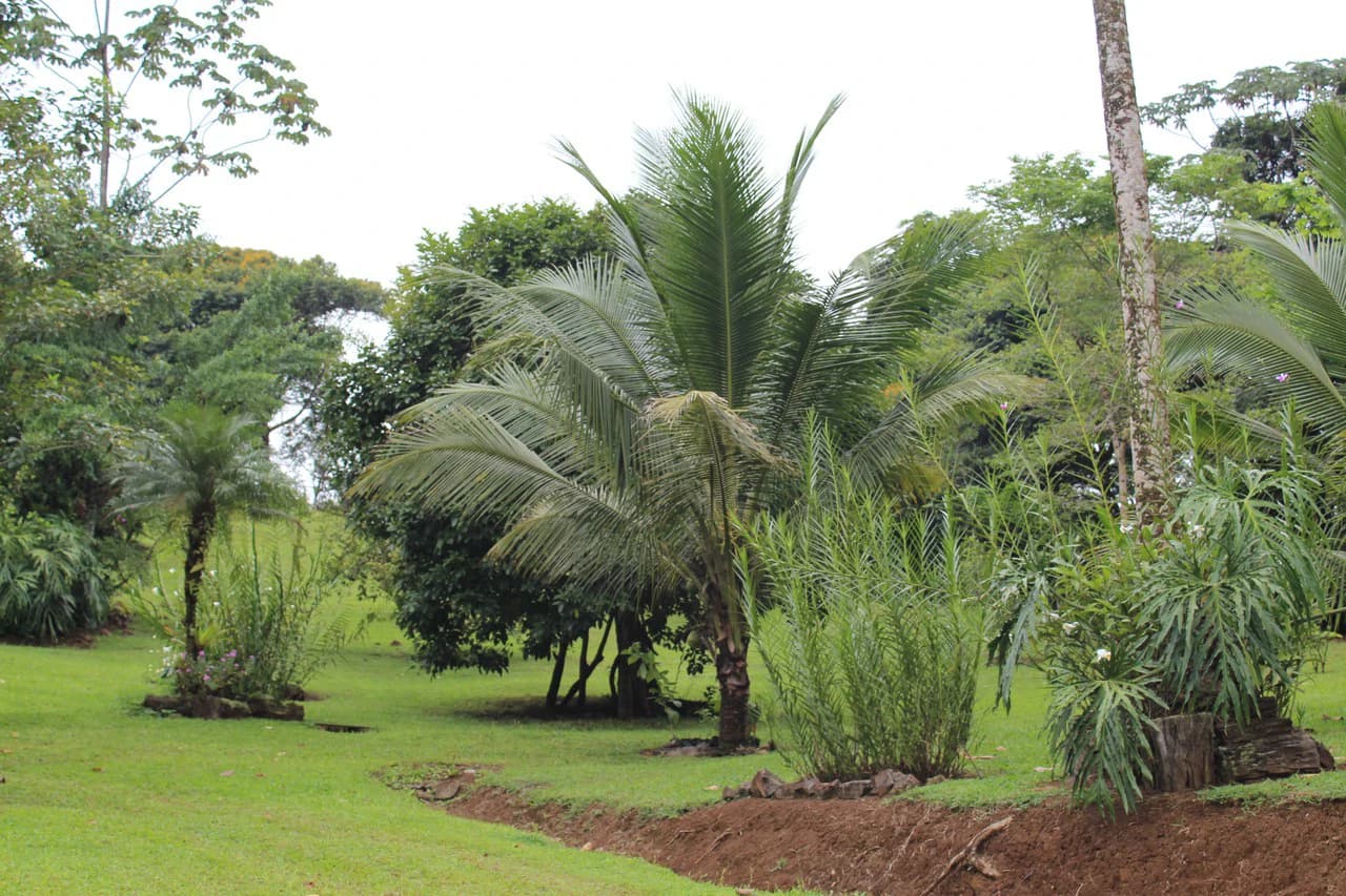 ECO SENDEROS: PRIVATE RAINFOREST RESERVE | 33 HA, LA VIRGEN DE SARAPIQUÍ - photo 6