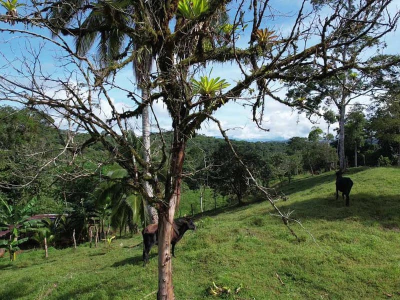 69.16 Acres Property | Mountain & Top Ocean View with Small Home - photo 15