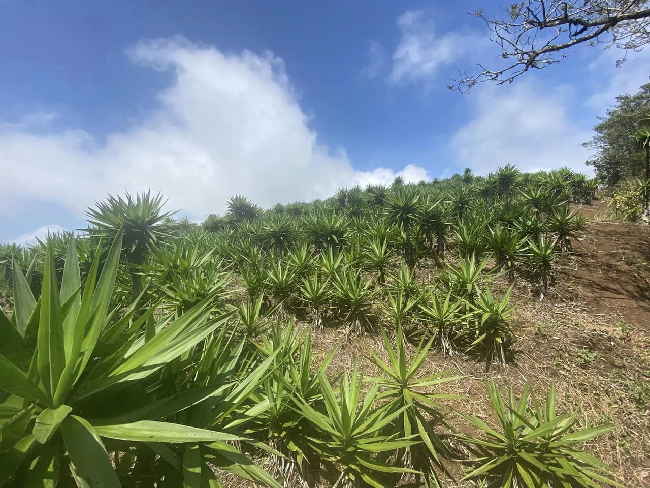 Farm with Exceptional Potential for Sale in San Ramón, Alajuela - photo 4