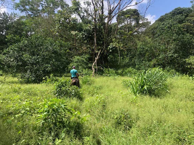 Hot and Cold Thermal Springs for Sale – Beautiful Property in Dos Ríos, Alajuela with Excellent Commercial Potential - photo 45