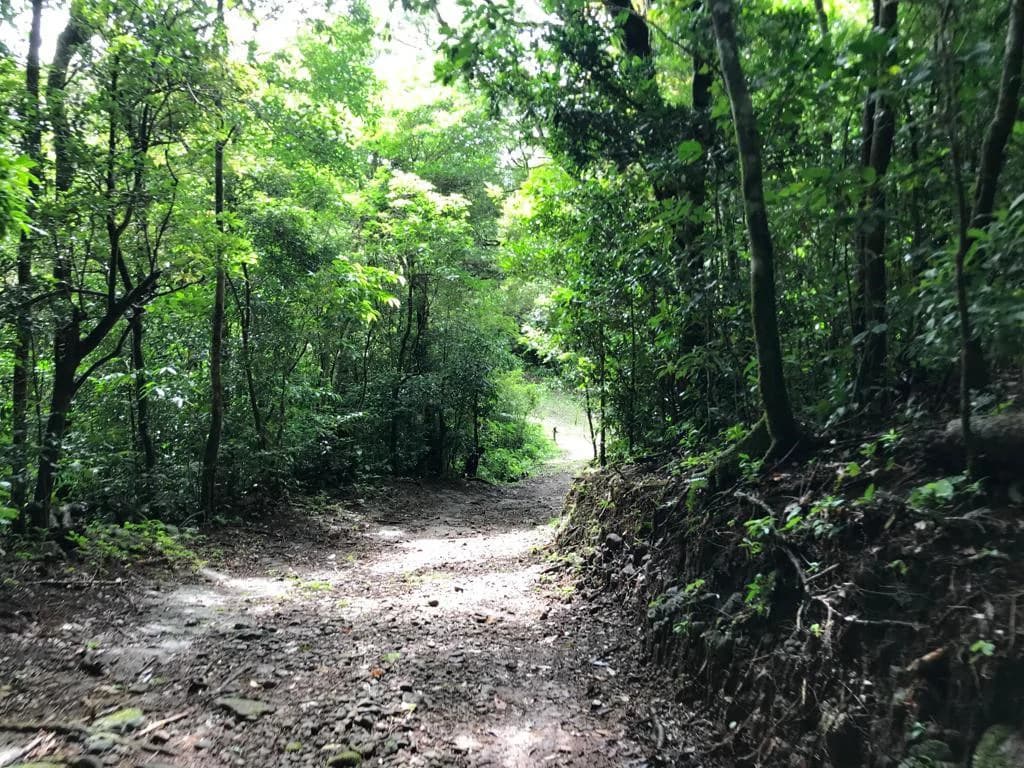A Lifestyle Canvas with Gulf Views: 5 Hectares Near Monteverde CE0224: Build Your Dream Lifestyle: 5 Hectares with a million dollar Ocean Views & Sunset Magic Near Monteverde - photo 4