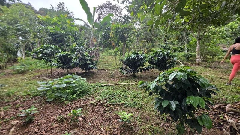 116-Hectare Finca for Sale Near Uvita with Whales Tail Views and 10 Waterfalls | La Faralla, Bahia Ballena, Uvita, Puntarenas, Costa Rica - photo 67