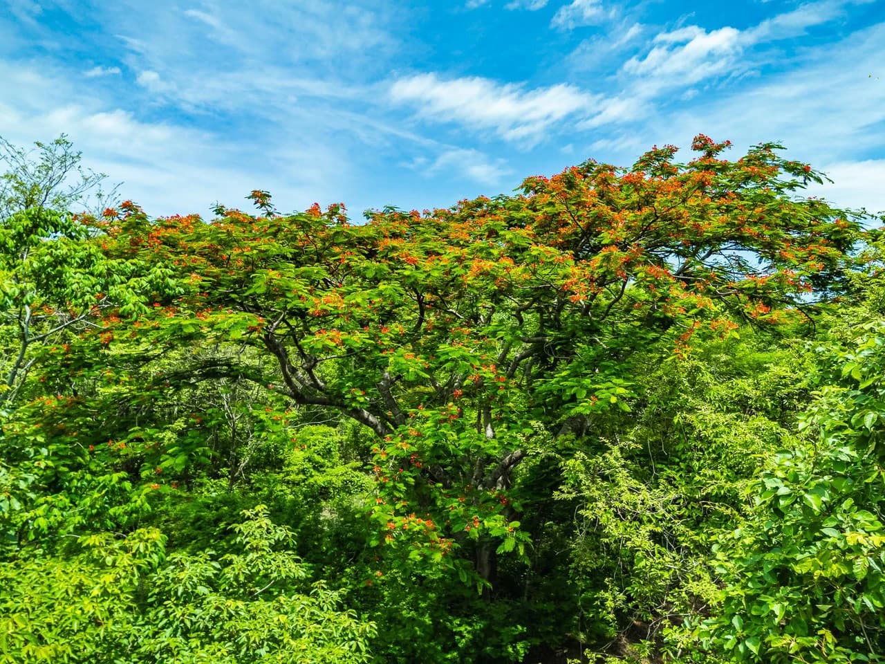 Adventure Meets Nature: Private 1.75acres Lot Minutes from Playa Negra - photo 12