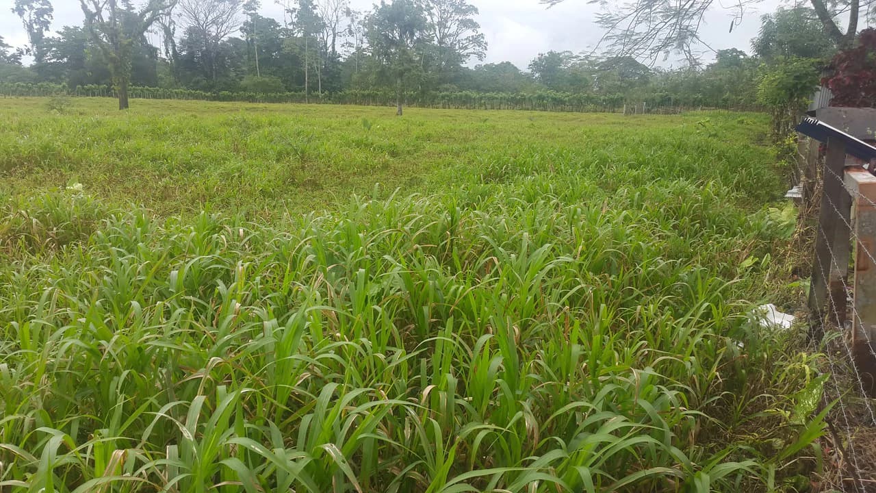 Countryside Development Parcel For Sale in Cariari - photo 4