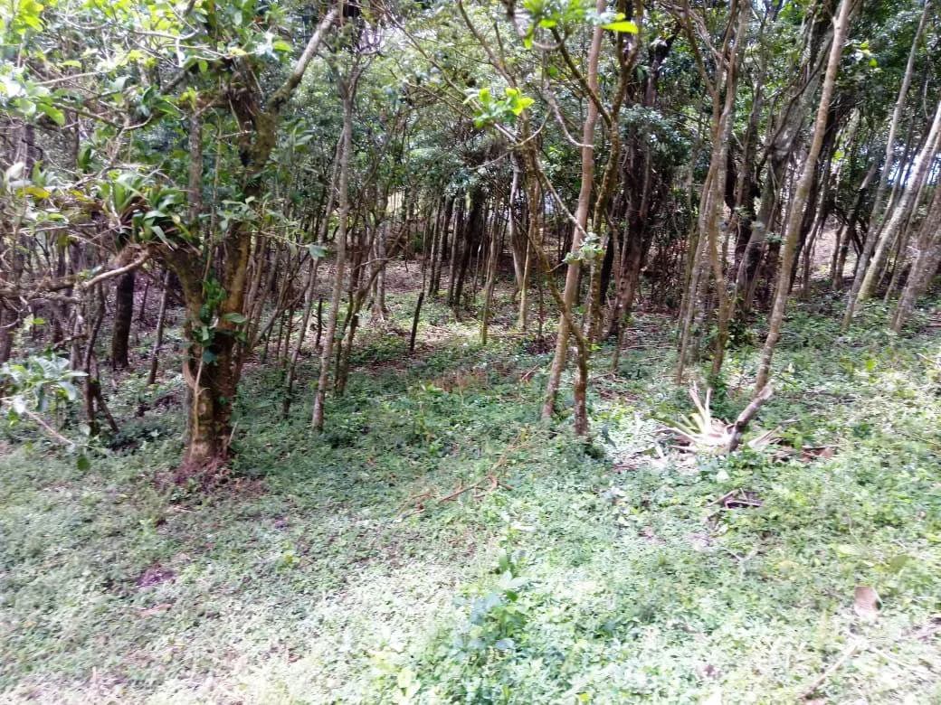 La Foresta: Beautiful Building Lot of 3+ acres in 2 plots, private and quiet setting, lake view, large trees, SELLER will pay closing costs ! - photo 3