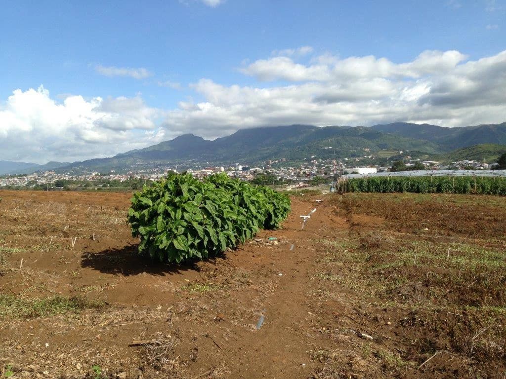 Mountain Agricultural Land For Sale in La Asunción