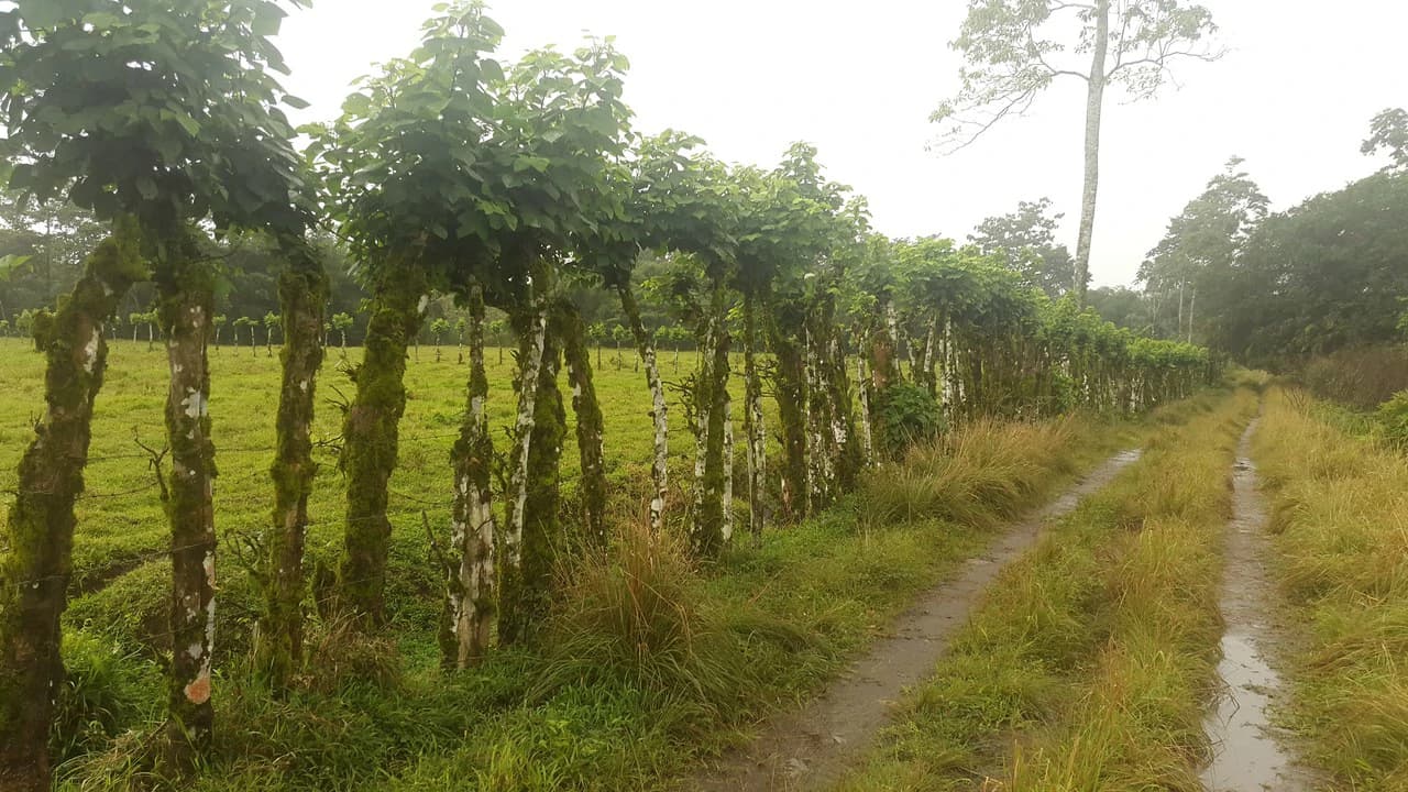 Countryside Development Parcel For Sale in Cariari - photo 25