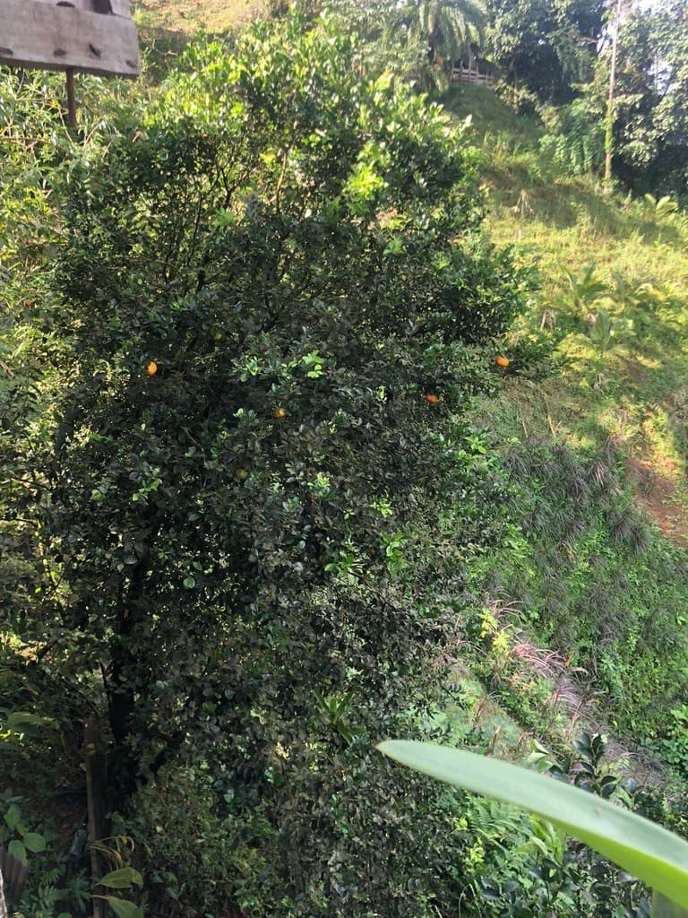 SECLUDED PARADISE WITH STUNNING VIEWS, WATERFALLS & ABUNDANT WILDLIFE - photo 12