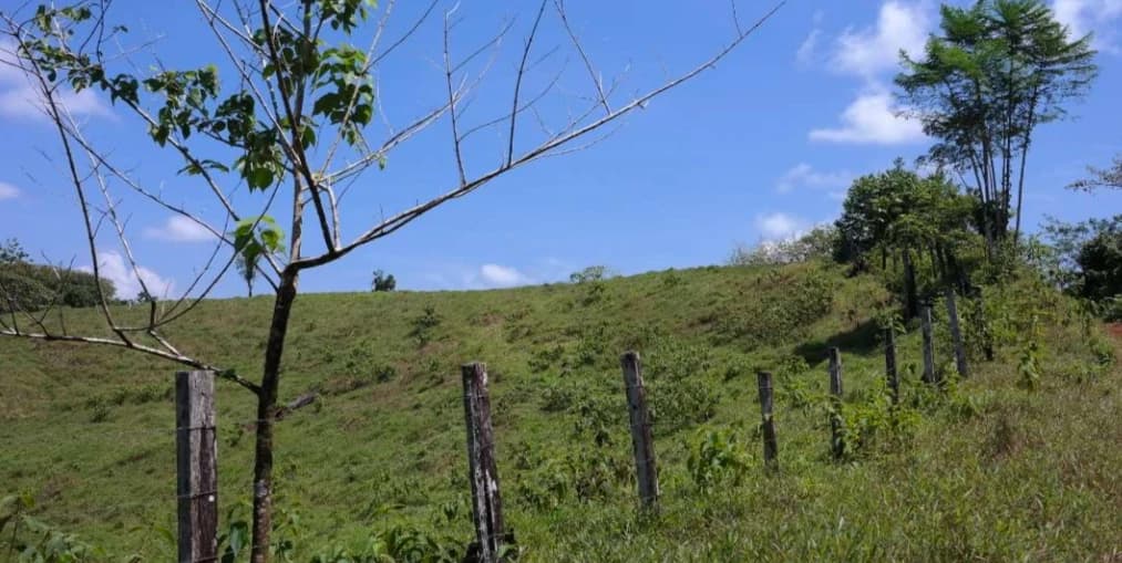 Countryside and Mountain Property For Sale in Pococi - photo 3