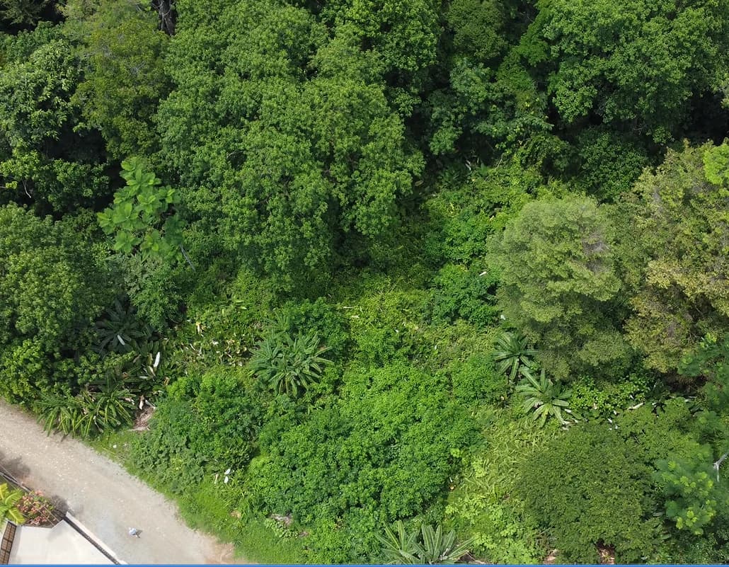 Ojochal - 1 Acre Ready To Build Jungle Lot, Ocean Breezes in Wildlife Corridore - photo 14