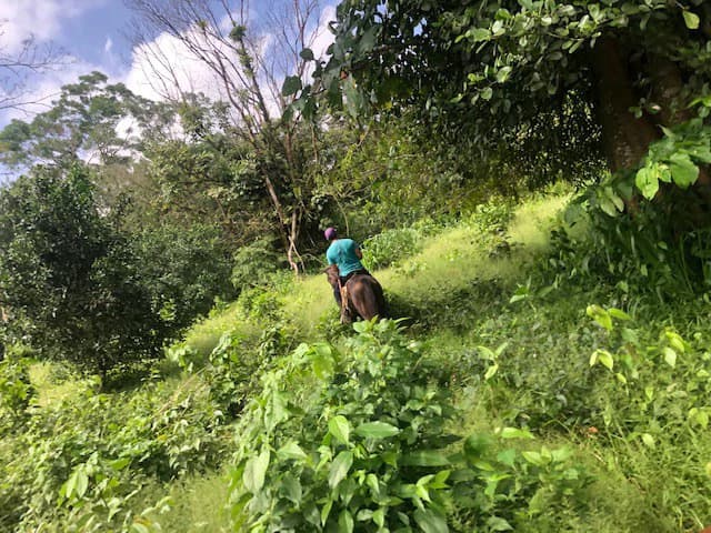 Hot and Cold Thermal Springs for Sale – Beautiful Property in Dos Ríos, Alajuela with Excellent Commercial Potential - photo 43